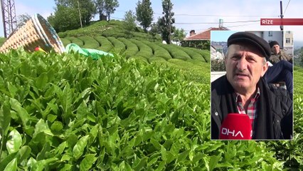 Rize en çok çay ithal edilen il oldu!