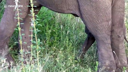 Shy baby elephant in South Africa will not venture from his mother's side