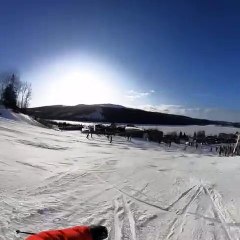 Un élan sur une piste de ski