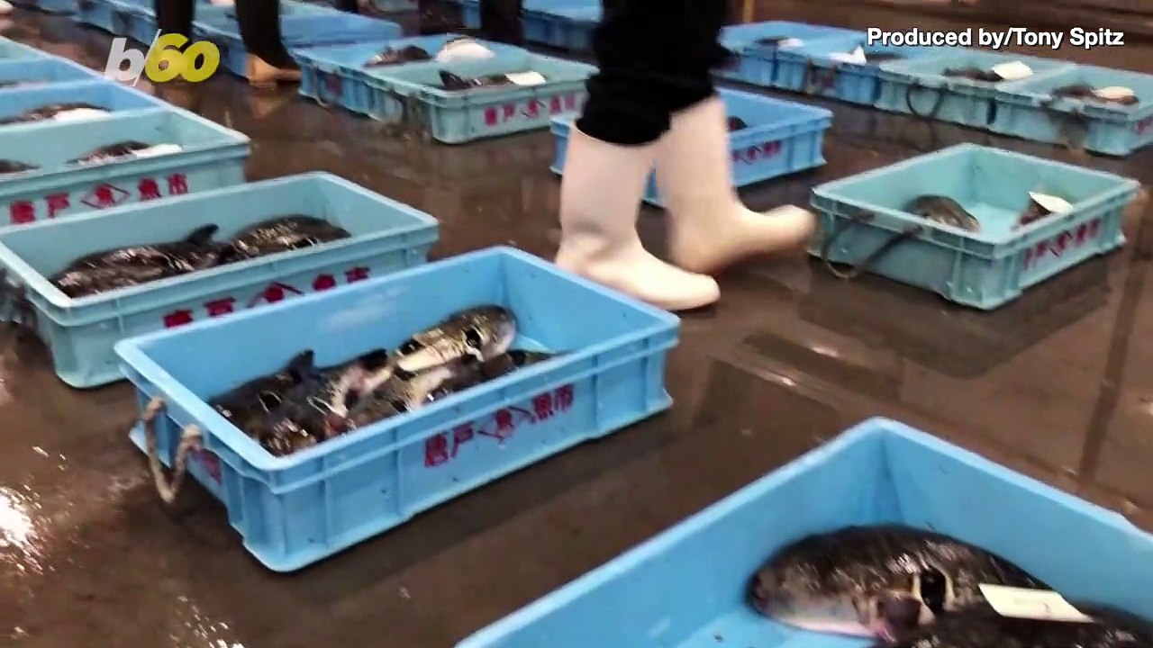 Olympic Tourists in Tokyo Are Expected to Breathe New Life Into Deadly Puffer Fish Industry