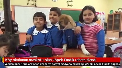Köy okulunun maskotu olan köpek Fındık rahatsızlandı