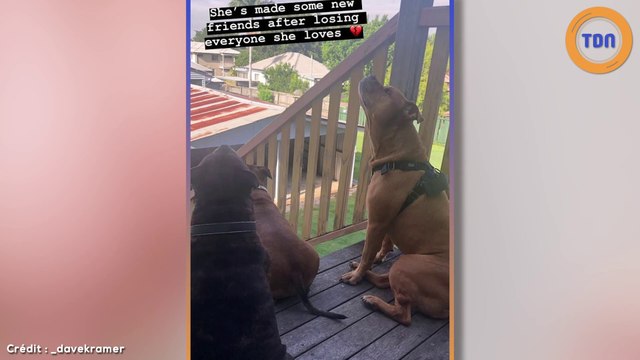 Les images poignantes du chien de la famille de l’ancien rugbyman