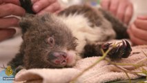 Australia's Wildlife Emergency | 101 East