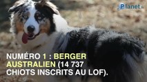 Quel est le chien favori des français ?