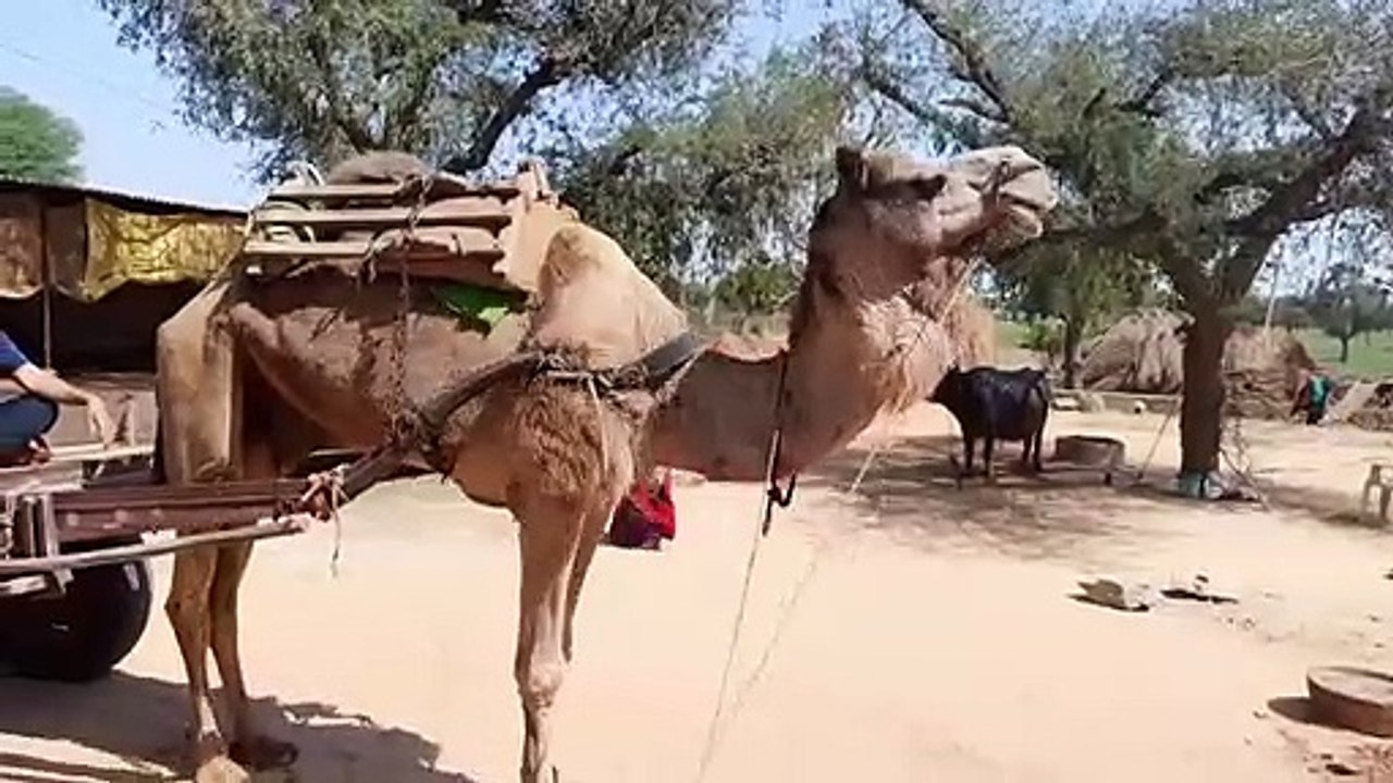 मारवाड़ की शान रेगिस्तान की जहाज