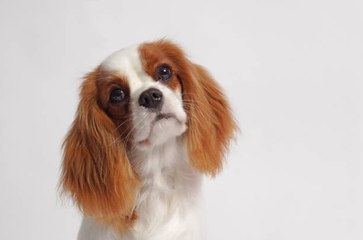 Dog is Love : Pourquoi les chiens sont-ils nos meilleurs amis ?