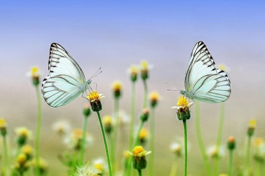 Los científicos chinos crean unas ‘alas de mariposa’ robóticas que vuelan con el sol