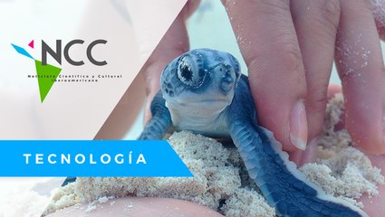 Ni­ños gua­te­mal­te­cos re­ti­ran más de me­dia to­ne­la­da de plás­ti­co de sus pla­yas