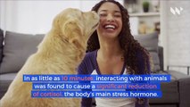 Study Says Petting Dogs or Cats Can Reduce Stress (Love Your Pet Day)