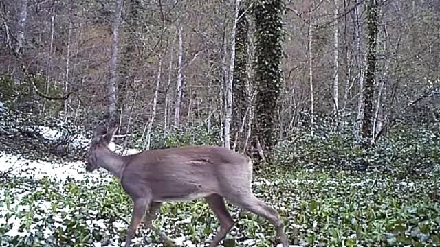 Küre Dağları'nda yaban hayvanları fotokapanla görüntülendi