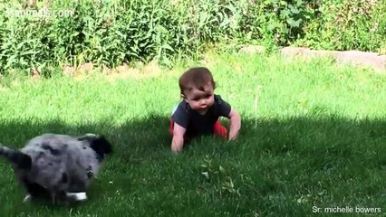 Cute Puppies and Babies Playing Together Compilation