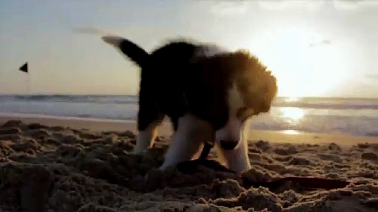 Dog at the beach