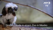 Nachwuchs bei den Lisztaffen in Zoo in Mexiko