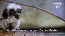 Nachwuchs bei den Lisztaffen in Zoo in Mexiko