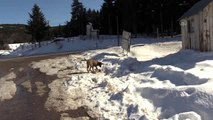 Kar mücadelesi yapan ekipler aç kalan hayvanları da besliyor