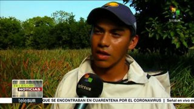 Apicultores nicaragüenses crían abejas reinas para enfrentar sequía