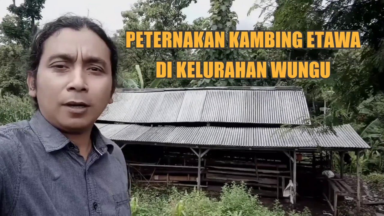 PETERNAKAN KAMBING ETAWA DI KELURAHAN WUNGU KAB. MADIUN