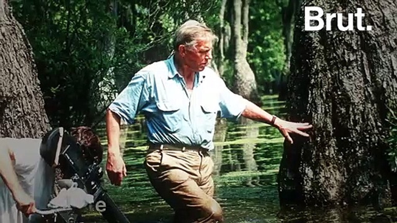 "La nature est pleine, pleine de merveilles" : Sir David Attenborough, une vie