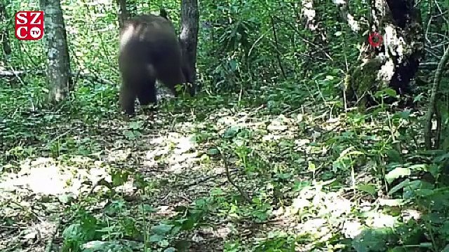 Küre Dağları'nın yaban hayatı fotokapanlarla görüntüleniyor