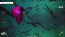 Underwater Camera Captures 'Headless Chicken Monster' In Australia