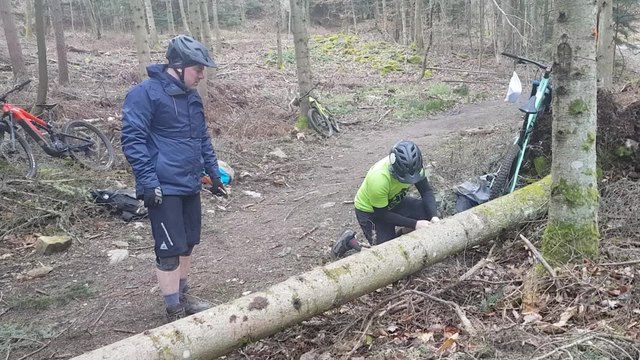 Région de Colmar : après la tempête, des vététistes remettent la forêt en état