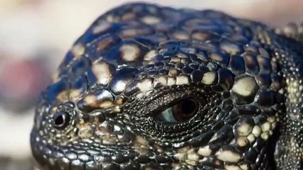 Amazing Lizard Escaped friend From Hunting Of King Cobra  Aniamals Save Another Animals