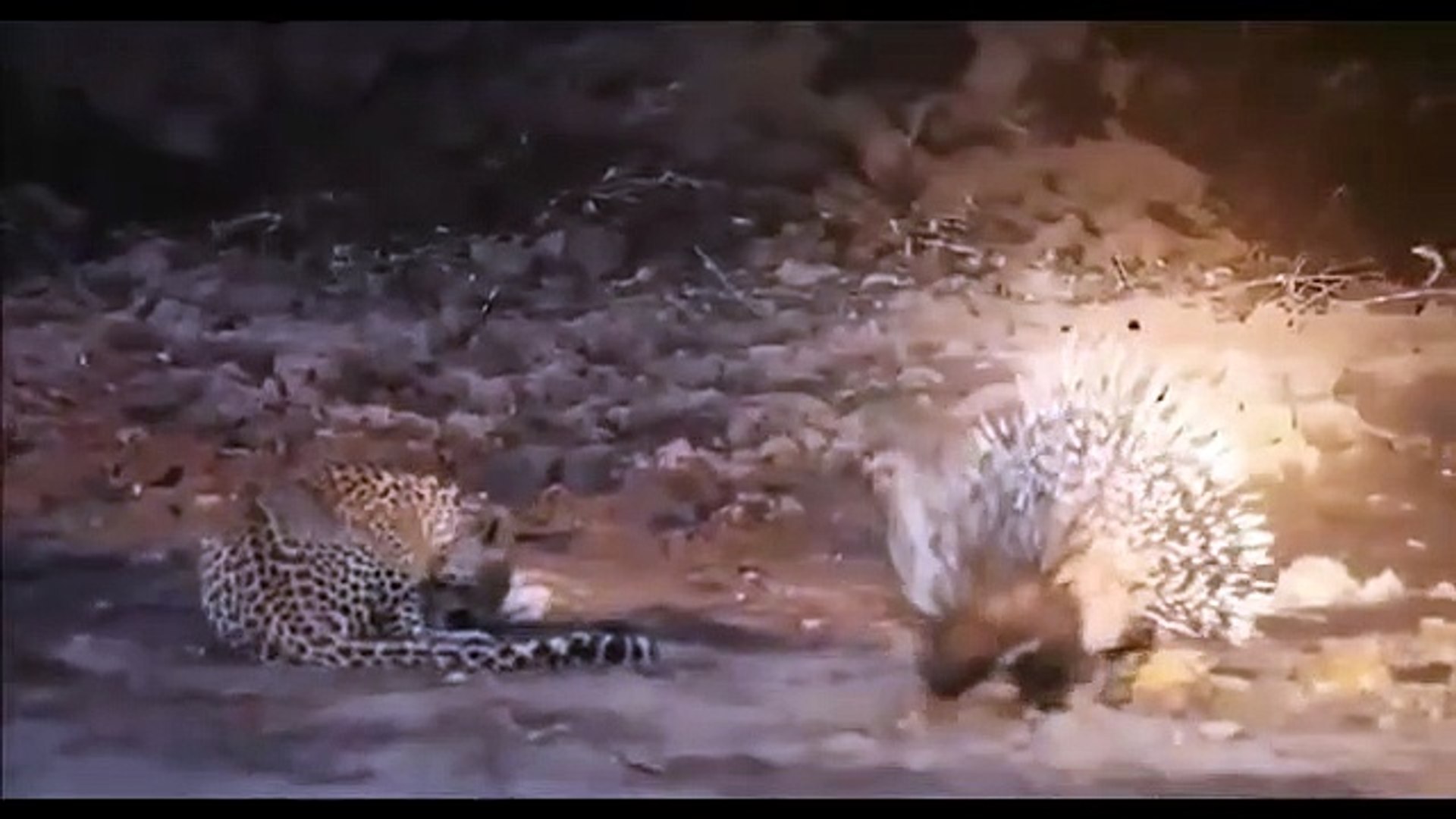 Amazing Porcupine vs Leopard - Leopard Attack Porcupine  The Most Powerful Big Cat In the World