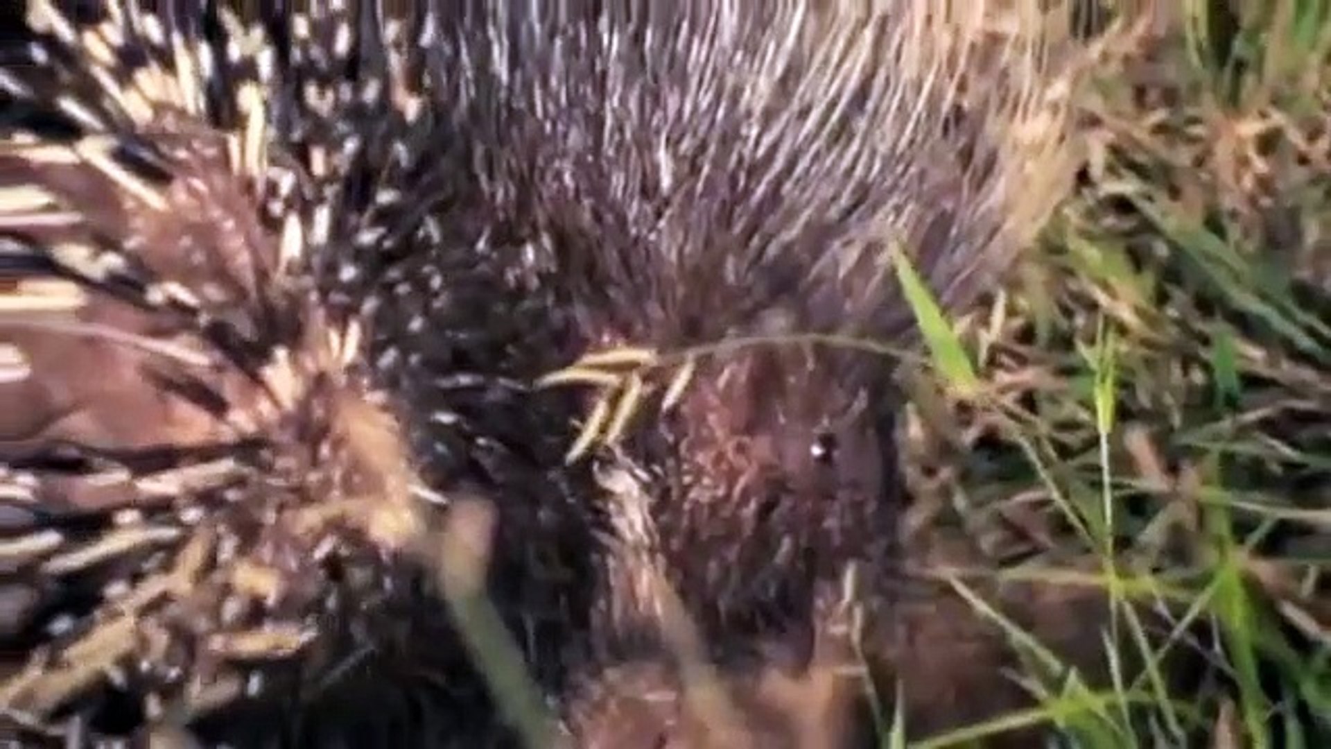 Amazing Porcupine vs Lion - Lions Attack Porcupine  The Most Powerful Big Cat In the World