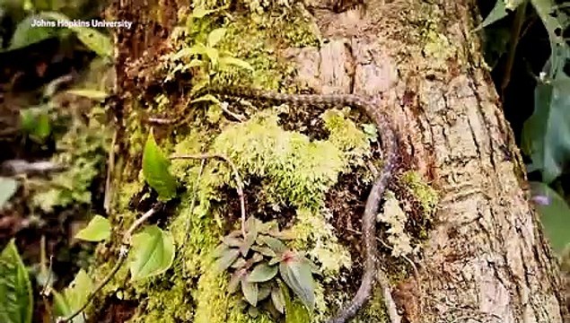 Découvrez ce robot de sauvetage et de recherche inspiré d’un serpent.