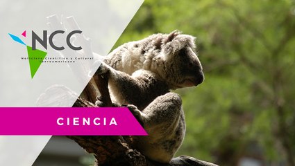 In­cier­to, daño a koa­las por in­cen­dios en Aus­tra­lia