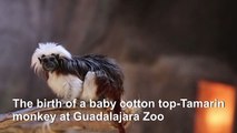 Birth of cotton top-tamarin monkey brings hope for species survival