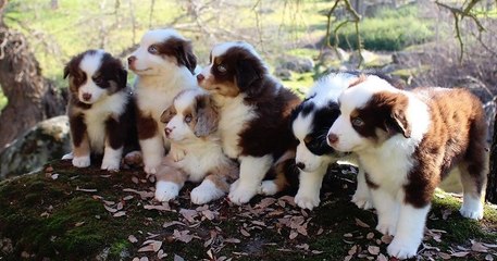 Les adorables chiots, bergers australiens de Changala Aussies