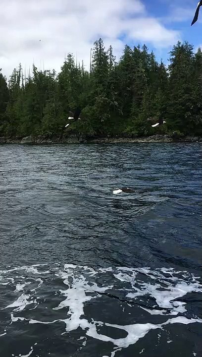 Bald Eagles Being Fed Frozen Bait Fish