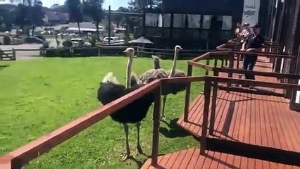 Homme vs Autruche