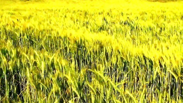 Sembrando Esperanza - Que es La iglesia - Gustavo Guillermo Justo - 15.02.2020