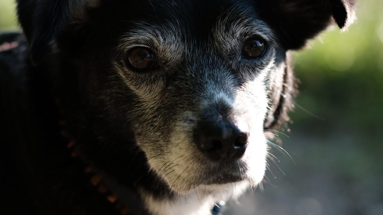 Cody the dog days are over - Trailer (Deutsche UT) HD