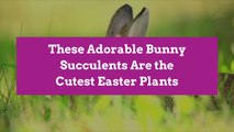 These Adorable Bunny Succulents Are the Cutest Easter Plants