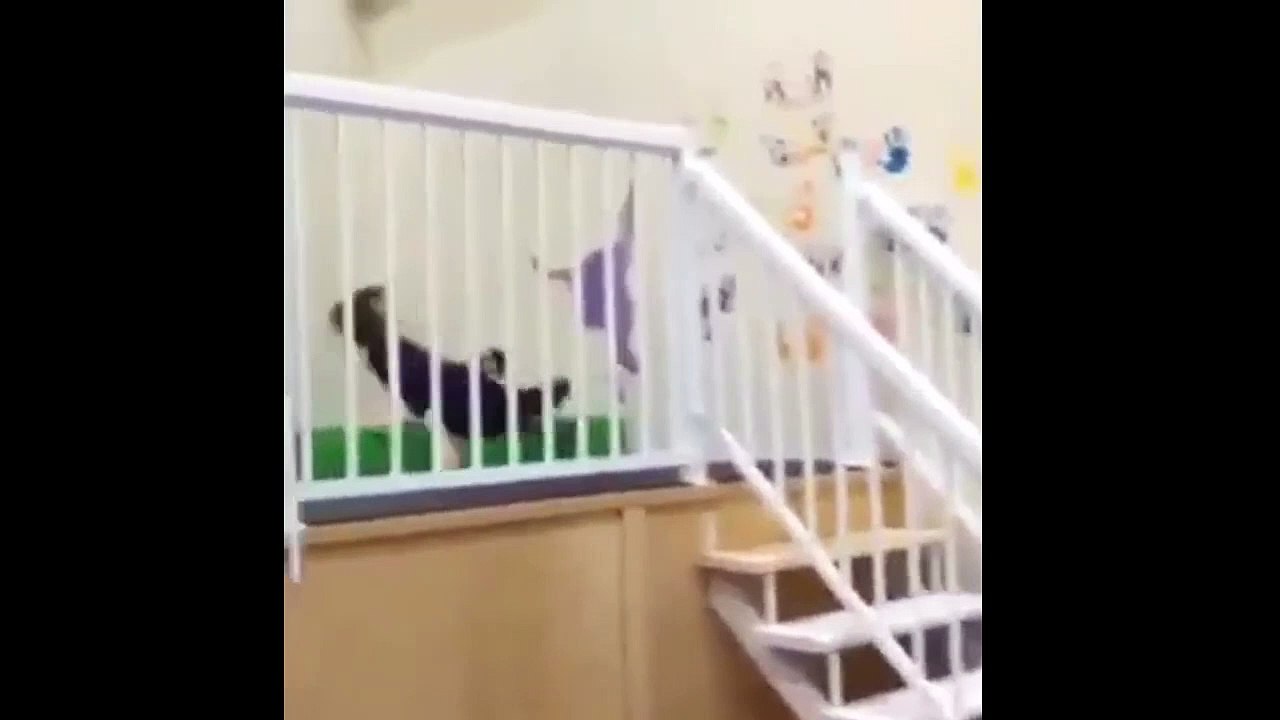 Kid On Trampoline Bangs His Head Into A Wall