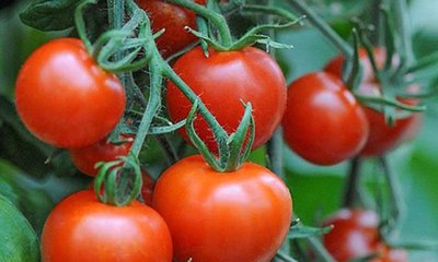 الإمارات تفتتح مشروعاً جديداً هو الأول من نوعه في العالم