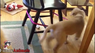 Funniest And Cutest Golden Retriever Videos - 2020 Funny Dogs Compilation #04 Dog - Love Lines Entertainment