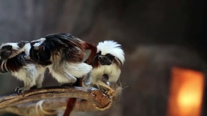 Nacimiento de simio Tamarin sorprende a zoo de Guadalajara