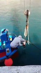Hallan junto a La Gomera 300 kilos de pescado en una nasa