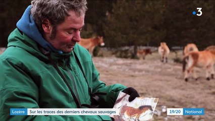 Lozère : une terre d'asile pour les chevaux de Przewalski