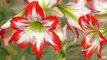 What To Do with Amaryllis Bulbs After They Bloom