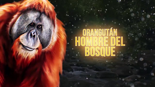 Monos en un Zoológico Saben Afilar Piedras para Romper Vidrios y Escapar