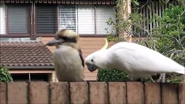 Un perroquet vient embêter un Kookaburra... taquin l'oiseau