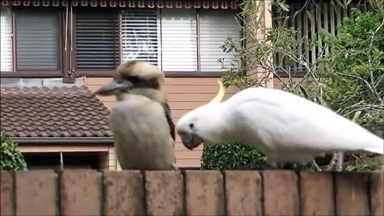 Un perroquet vient embêter un Kookaburra... taquin l'oiseau