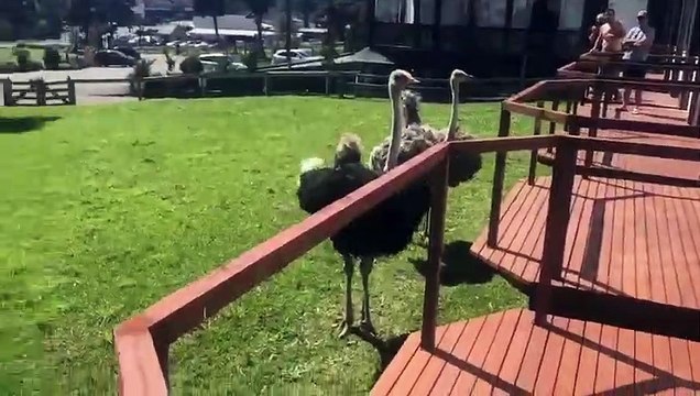 Il saute dans l'enclos des autruches... grosse erreur