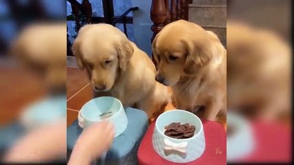 Baby Dogs Cute and Funny Dog - Videos Compilation #03 Dog - Love Lines Entertainment