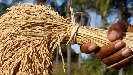 Paved With Good Intentions? Why Nigerians Can Barely Afford Rice